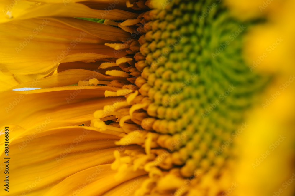Sunflower Macro Seeds and drops Sunflower Macro Seeds and drops