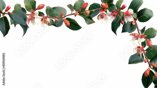 A white background with a green leafy branch with red flowers photo