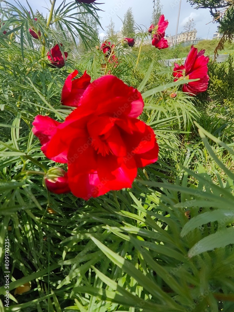 red rose in the garden