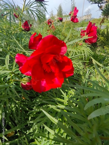 Obraz na płótnie red rose in the garden w salonie