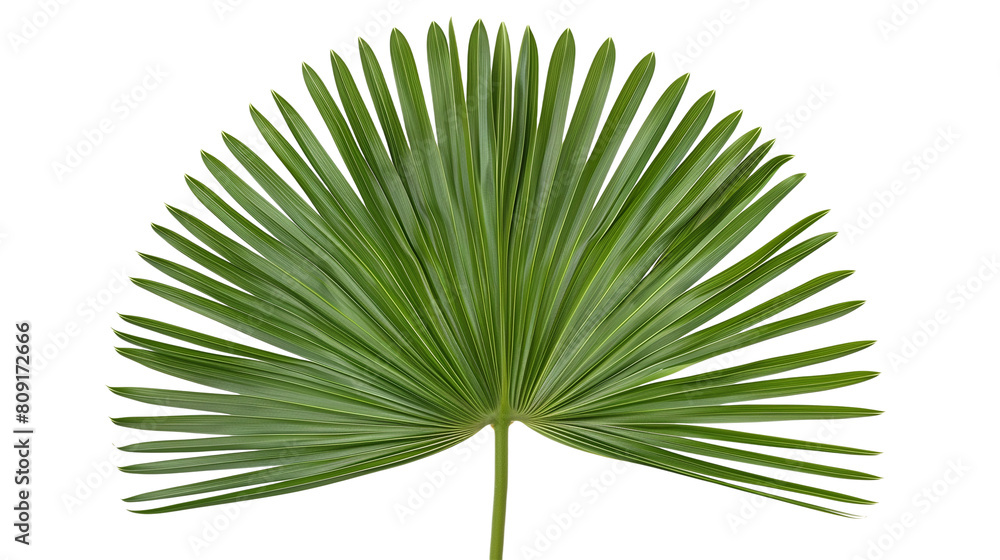 Fan Palm leaf with radial segments, isolated on transparent background Fan Palm leaf with radial segments, isolated on transparent background