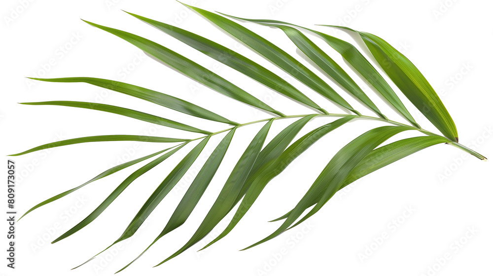 Fototapeta premium A Kentia Palm leaf with long, slender fronds, isolated on transparent background