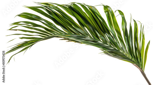 A close-up of an Areca Palm leaf with its feathery fronds, isolated on transparent background photo