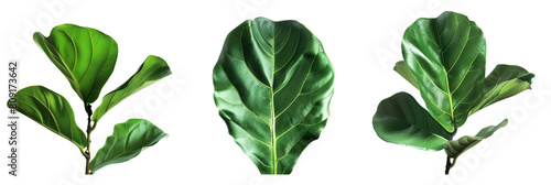set of Fiddle Leaf Fig leaves with wavy edges, isolated on transparent background