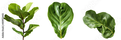 set of Fiddle Leaf Fig leaves with wavy edges, isolated on transparent background