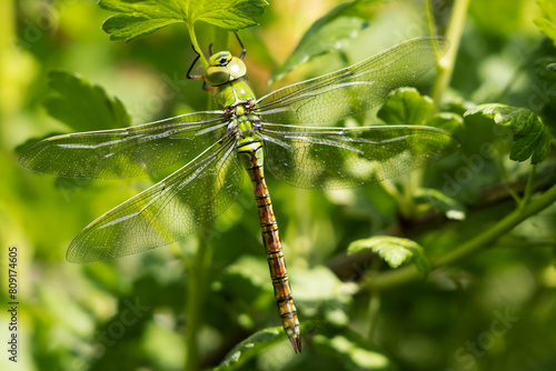 Green dragonfly on green grass close-up.