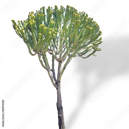 Candelabra tree: a species of Spurges, its botanical name is Euphorbia ingens. photo