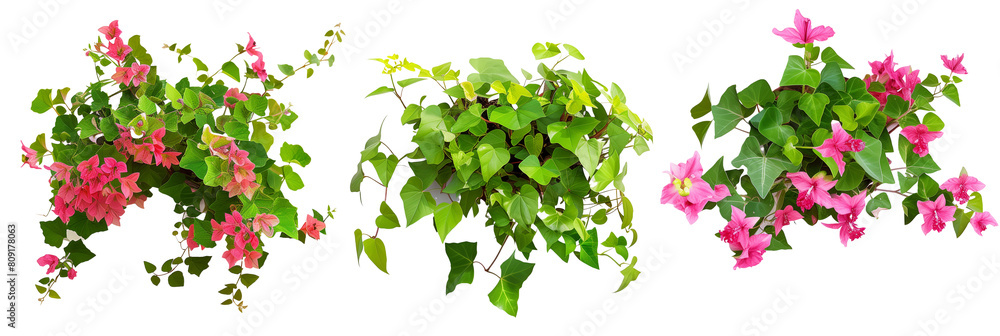 set of aromatic creepers with fragrant flowers, perfect for perfumed gardens, isolated on transparent background set of aromatic creepers with fragrant flowers, perfect for perfumed gardens, isolated on transparent background