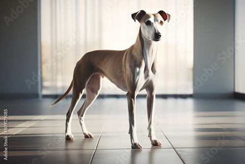 Whippet Dog