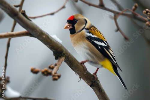 Wild Goldfinch perched on a branch, goldfinch bird, Carduelis carduelis, perched eating seeds during Winter season, Ai generated