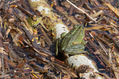 Marsh frog sits in lake and watches close-up. Green toad species of tailless amphibians of family ranidae. Single reptile of pelophylax ridibundus common in water. Portrait wet wild animal in pond. photo