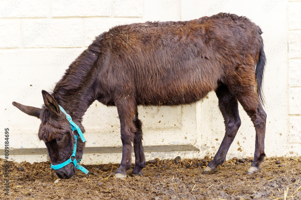 Donkey feeds on hay, showcasing its strength and elegance in the peaceful setting. Donkey feeds on hay, showcasing its strength and elegance in the peaceful setting.