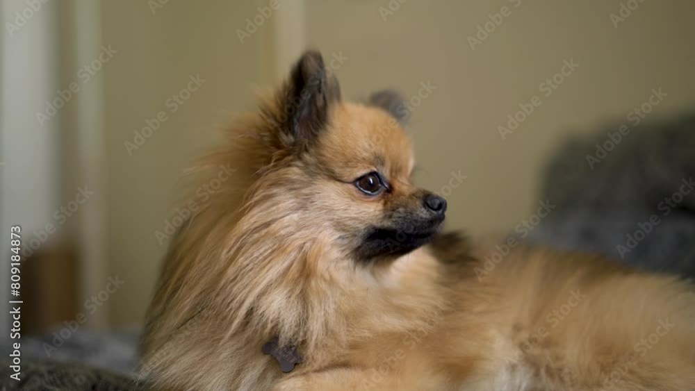 Pomeranian dog chilling on the bed Pomeranian dog chilling on the bed