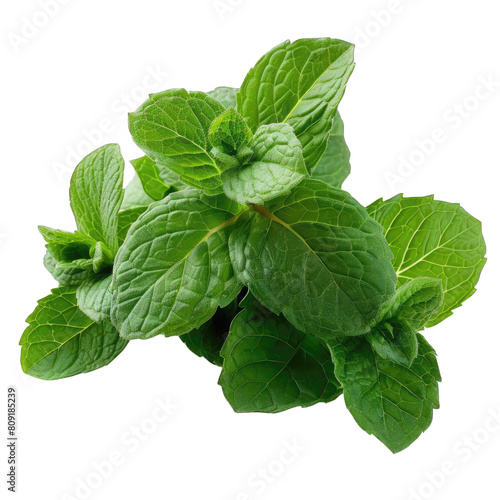Mentha spicata, commonly known as spearmint, is a species of flowering plant in the family Lemnaceae, transparent background photo