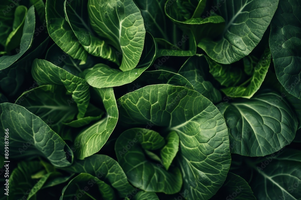 Fototapeta premium Detailed view of vibrant green bok choy leaves, A close-up of vibrant green bok choy leaves against a dark background