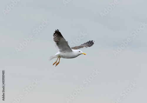 Lesser black-backed gull (Larus fuscus) flying in the sky in summer.	
