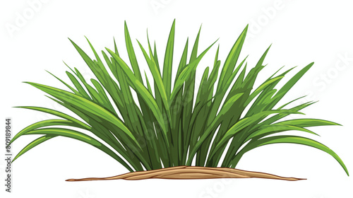Lemongrass plant bush shoot or sprout engraving ske
