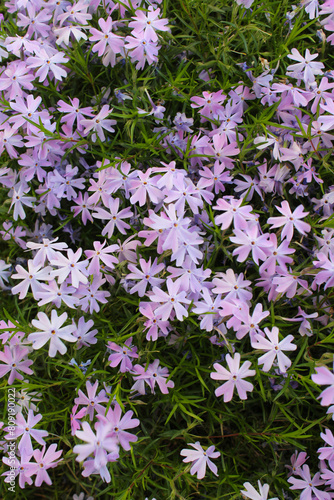 floral background, spring flowers in the grass,