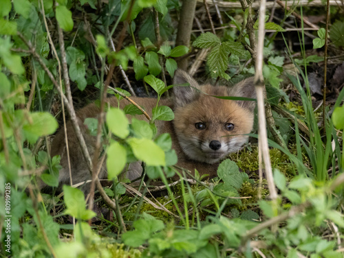 Fuchswelpe versteckt sich im Gebüsch