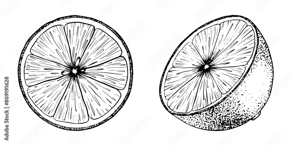 Obraz premium Set of Lemon slice fruits. Sketch Hand drawn vector illustration. Black outline ink of citrus fruit. Isolated on white background. Design for menu, package, cosmetic, textile