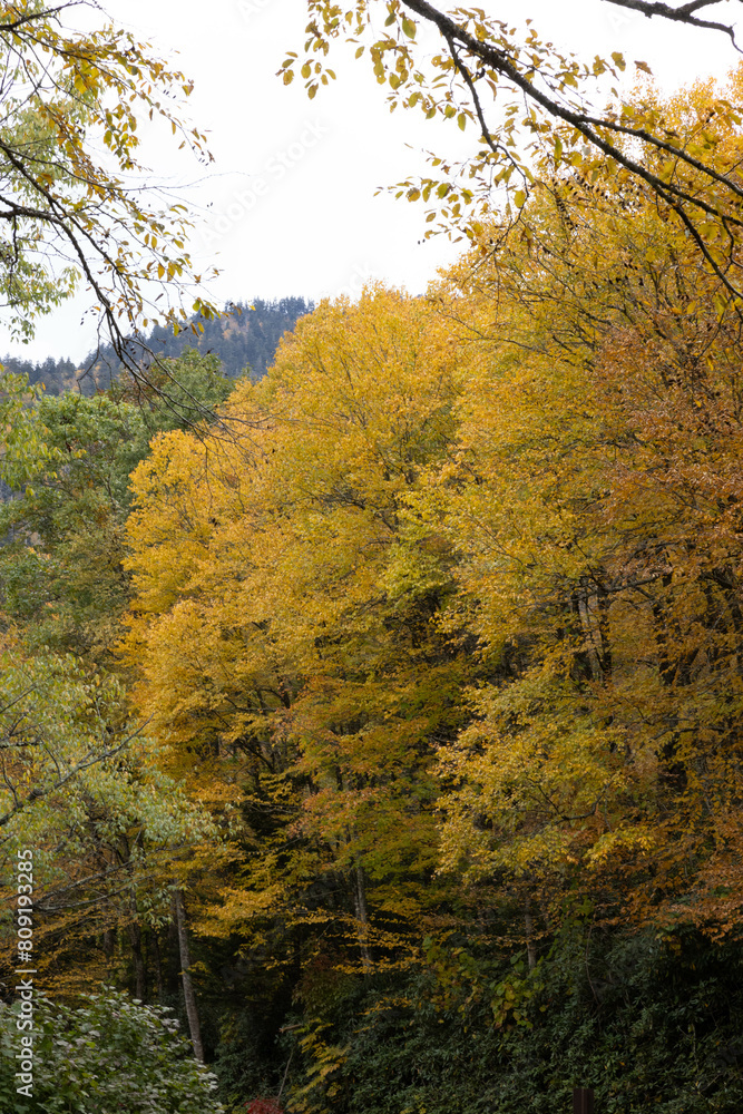 Autumn woods full of color Autumn woods full of color