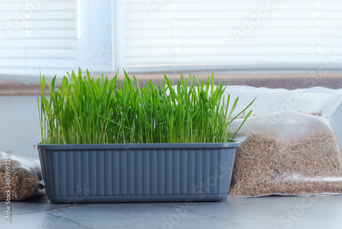 Two bags filled with cat grass sit atop a wooden table.