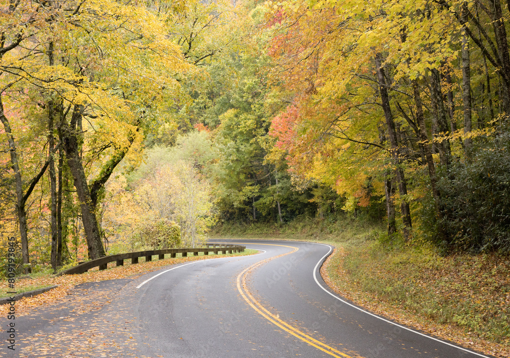 Fototapeta premium Road through the Autumn Woods