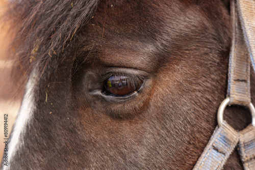 Detailed view of the brown eye of a horse  showcasing the intricate up close.