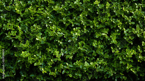 a green hedge with small plants on it  in the style of decorative backgrounds