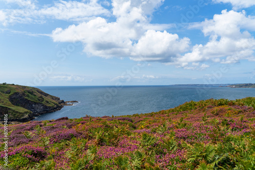 Parterre de foug  res et bruy  res fleuries sur les falaises de la presqu   le de Crozon  dominant la rade de Brest  une symphonie de couleurs naturelles dans ce paysage c  tier breton.