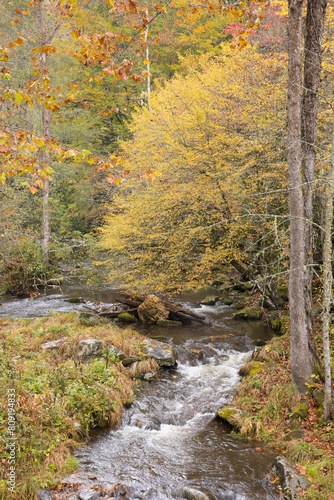 River flowing through the Autumn woods