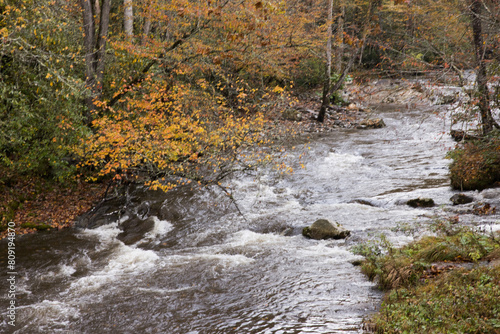 River flowing through the Autumn woods