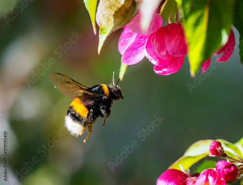 Macro of a flying bumblebee