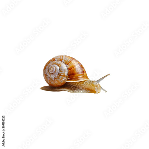 Close-up of a brown snail isolated png