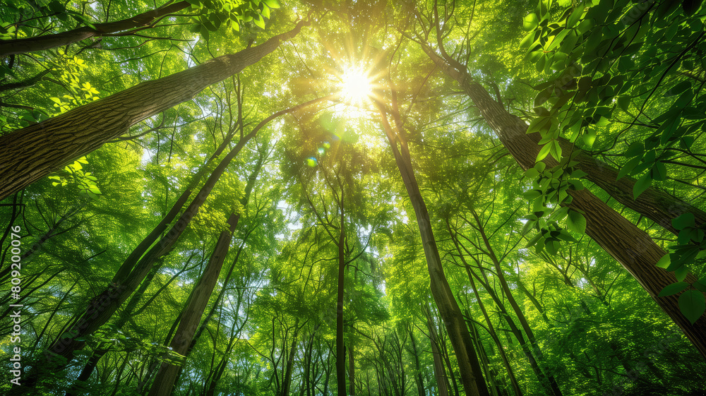 Sunlight streaming through a lush, green forest canopy. Sunlight streaming through a lush, green forest canopy.