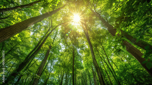 Sunlight streaming through a lush  green forest canopy.