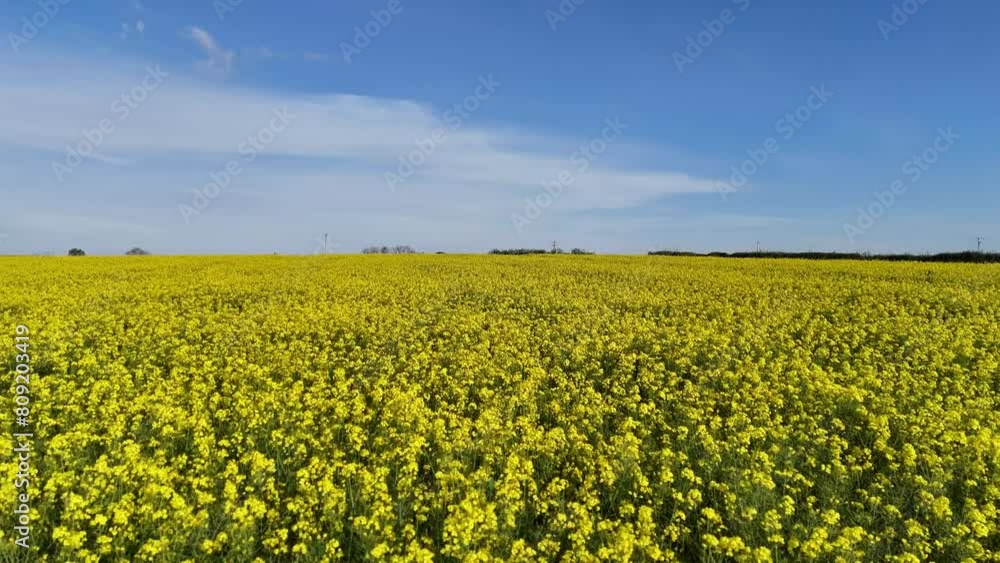 4k aerial of colourful agricultural land with blue sky and clouds 4k aerial of colourful agricultural land with blue sky and clouds