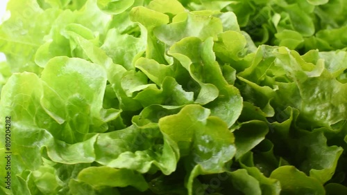 Gentile lettuce,lattuga Gentilina o Canasta,macro close-up,rotating video photo