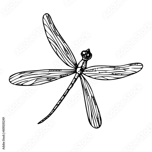 Vector cute dragonfly. Hand painted linear insects. Graphic clipart isolated on background. Botanical and wedding illustration. For designers, invitations, decoration, postcards, 