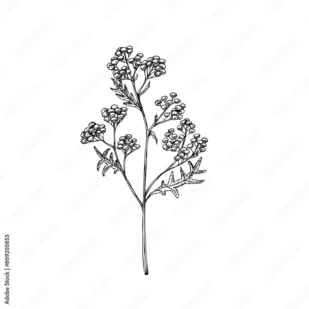 Obraz premium Vector Tansy. Hand painted Tanacetum Vulgare flower. Graphic clip art isolated on background. Botanical and wedding illustration. For designers, invitations, decoration, postcards, wr