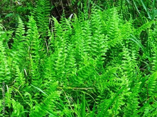 Samambaias em seu habitat natural