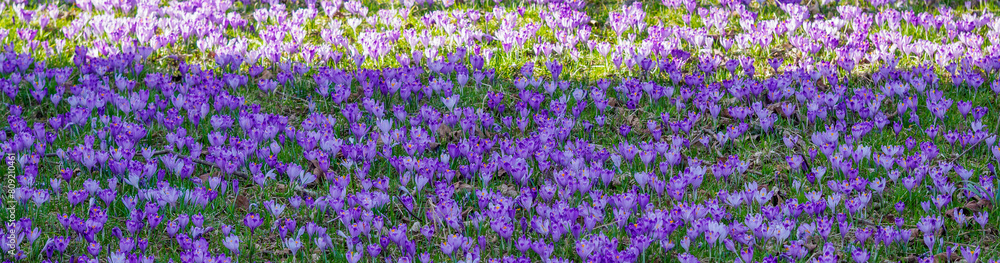 Naklejka premium Wild crocuses blooming in the meadow. Tatra National Park. Chocholowska Valley. Poland.