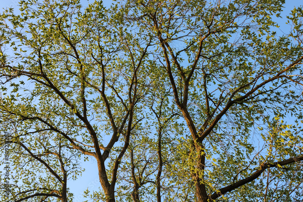 Tree Branches with Yellow Leaves Against Blue Sky and clouds Tree Branches with Yellow Leaves Against Blue Sky and clouds