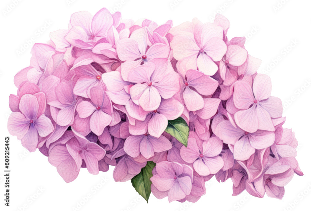 Obraz premium PNG Hydrangea bouquet flower petal lilac