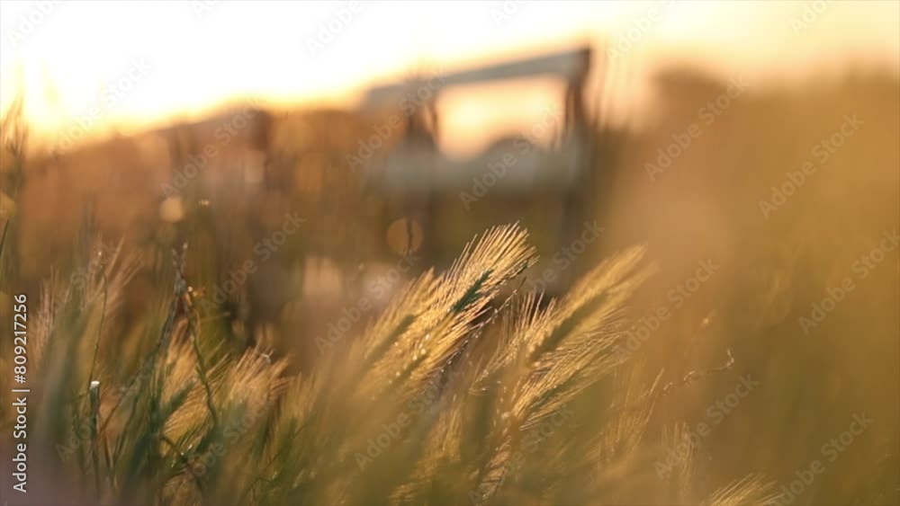 ripresa video con inquadratura macro di alcune piante spontanee, tipo spighe di grano, cresciute tra l'erba in un ambiente di campagna ed illuminate dalla luce del sole al tramonto