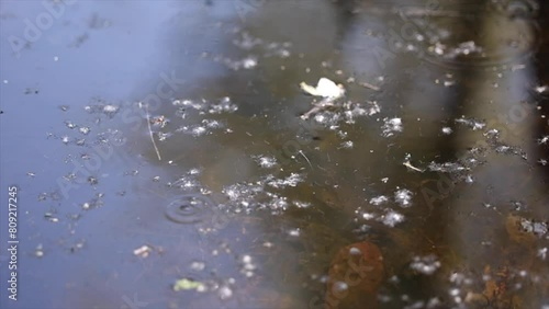 ripresa video macro, al rallentatore, che mostra tanti piccoli insetti mentre volano sopra la superficie d'acqua di una palude, di giorno photo
