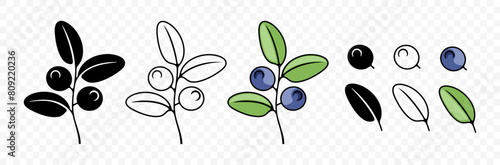 Blueberry, bilberry, huckleberry and whortleberry, graphic design. Berries, hurtleberry, blaeberry, food and nature, vector design and illustration