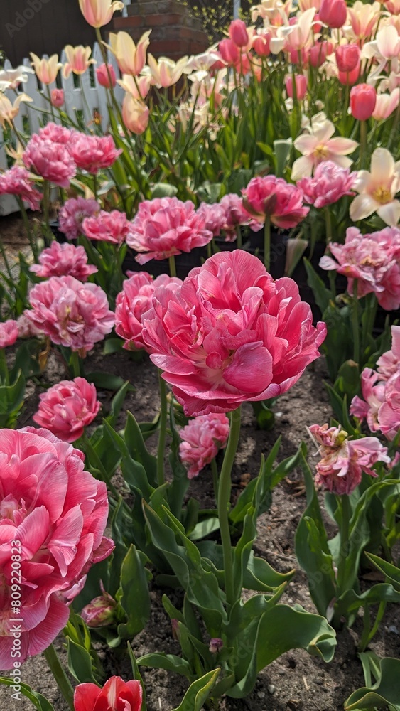 Pink tulips Pink tulips