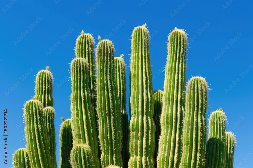 Nature's Majestic Beauty: Cactus Variety in Organ Pipe Cactus National Monument with Blue Sky Nature's Majestic Beauty: Cactus Variety in Organ Pipe Cactus National Monument with Blue Sky