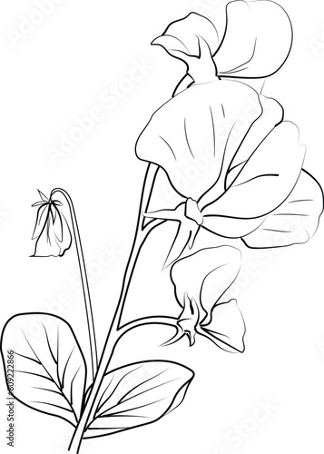 Sweet pea flower drawings, sweet pea flowers colorless black and white contour line easy drawings, Hand drawn line leaves branches and blooming sweet pea coloring pages
